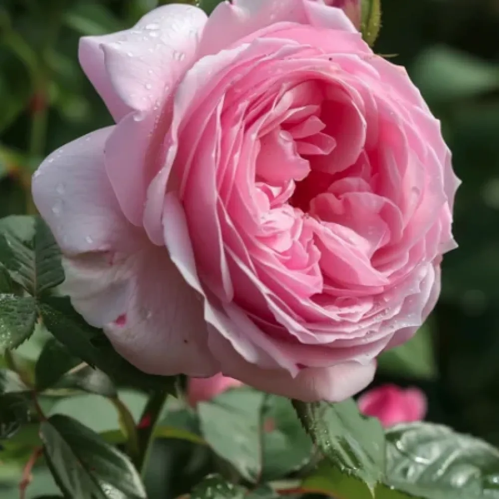 Ruusu 'Gentle Giant' – paljasjuurinen