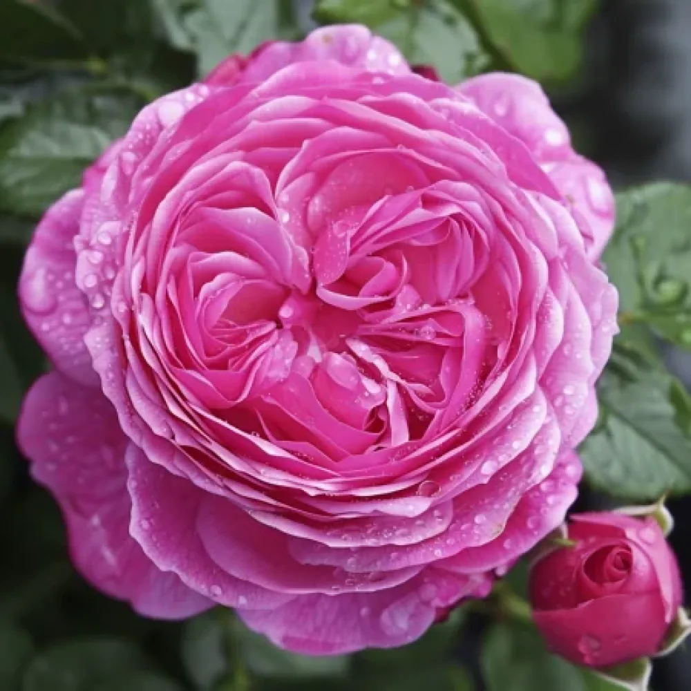 Ruusu 'Pink Heart' – paljasjuurinen