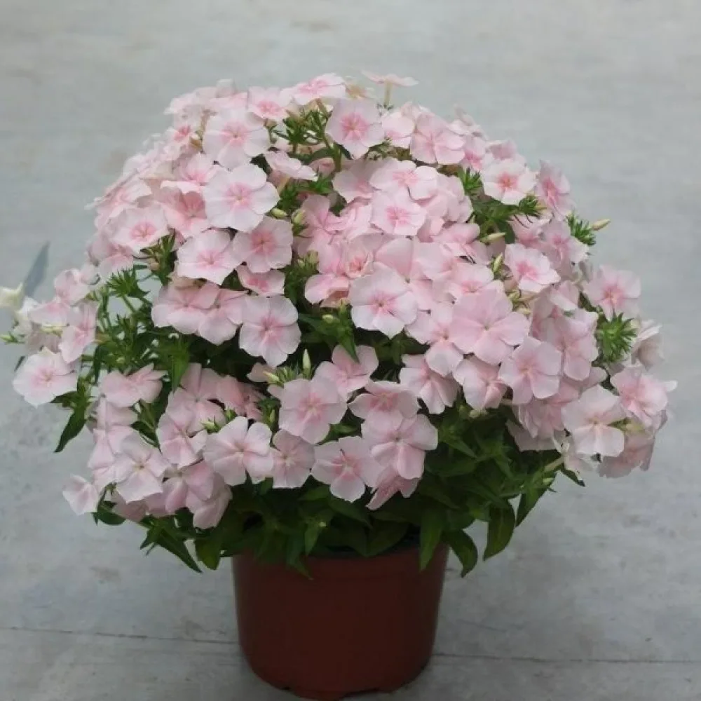 Kesäleimu 'Beauty Salmon'