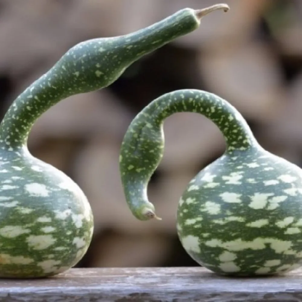 Pullokurpitsa 'Cobra'