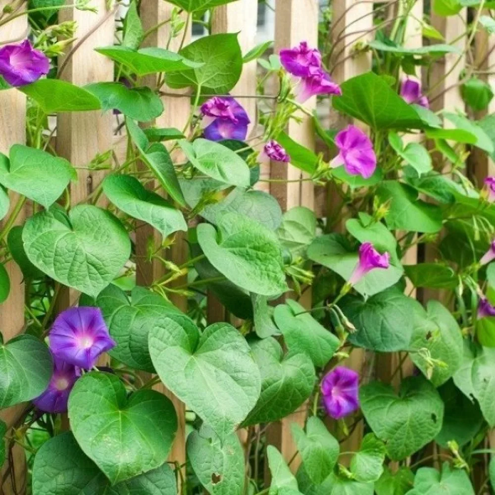 Elämänlanka Ipomoea nil – sekoitus