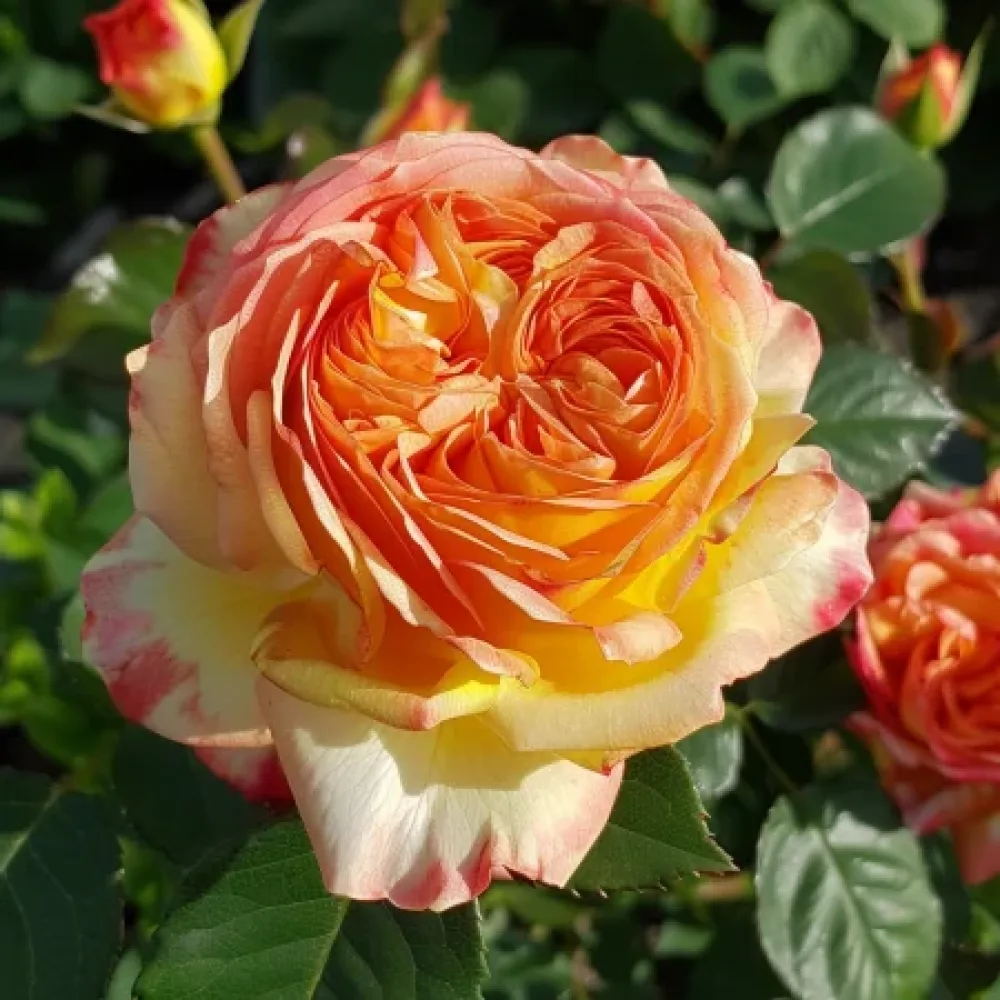 Ruusu 'Mango Glow' – paljasjuurinen