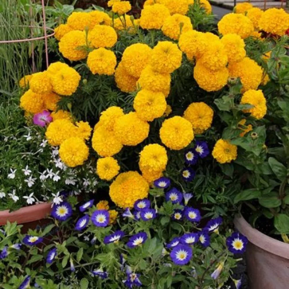 Kookossamettikukka 'Fantastic Golden Yellow'