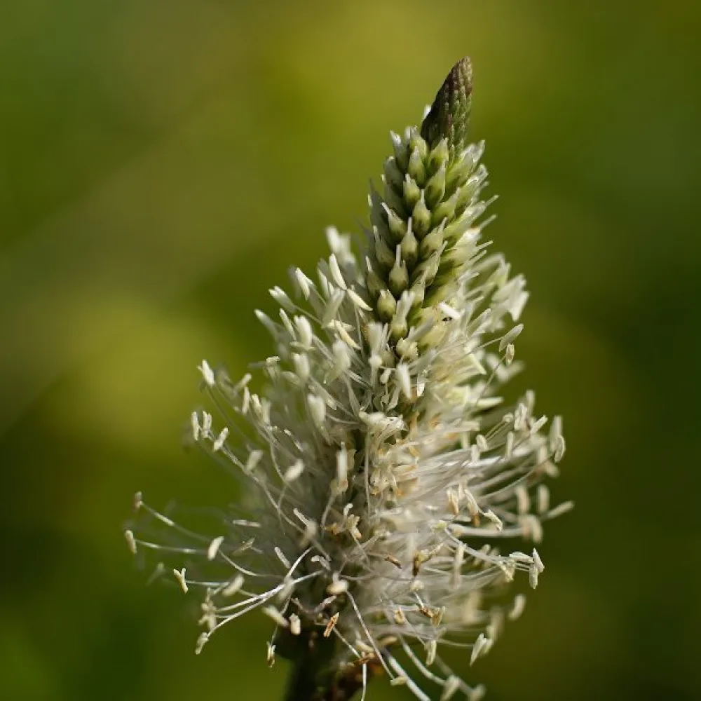 Psyllium-ratamo