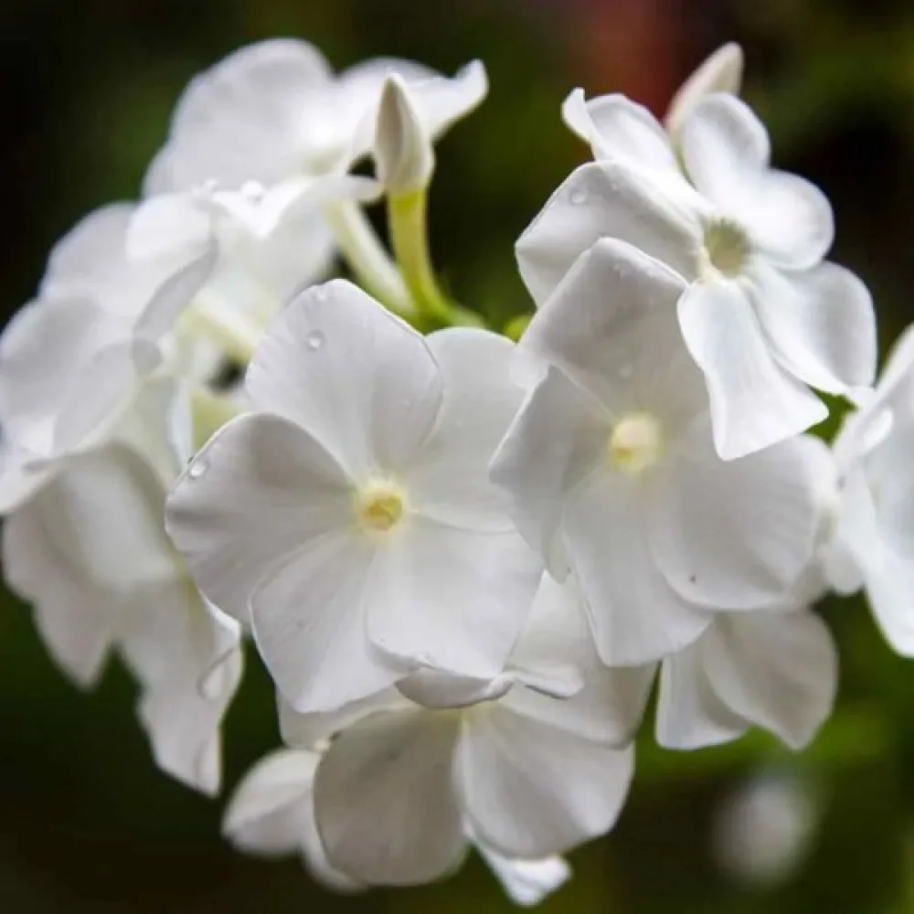 Kesäleimu 'Beauty White'