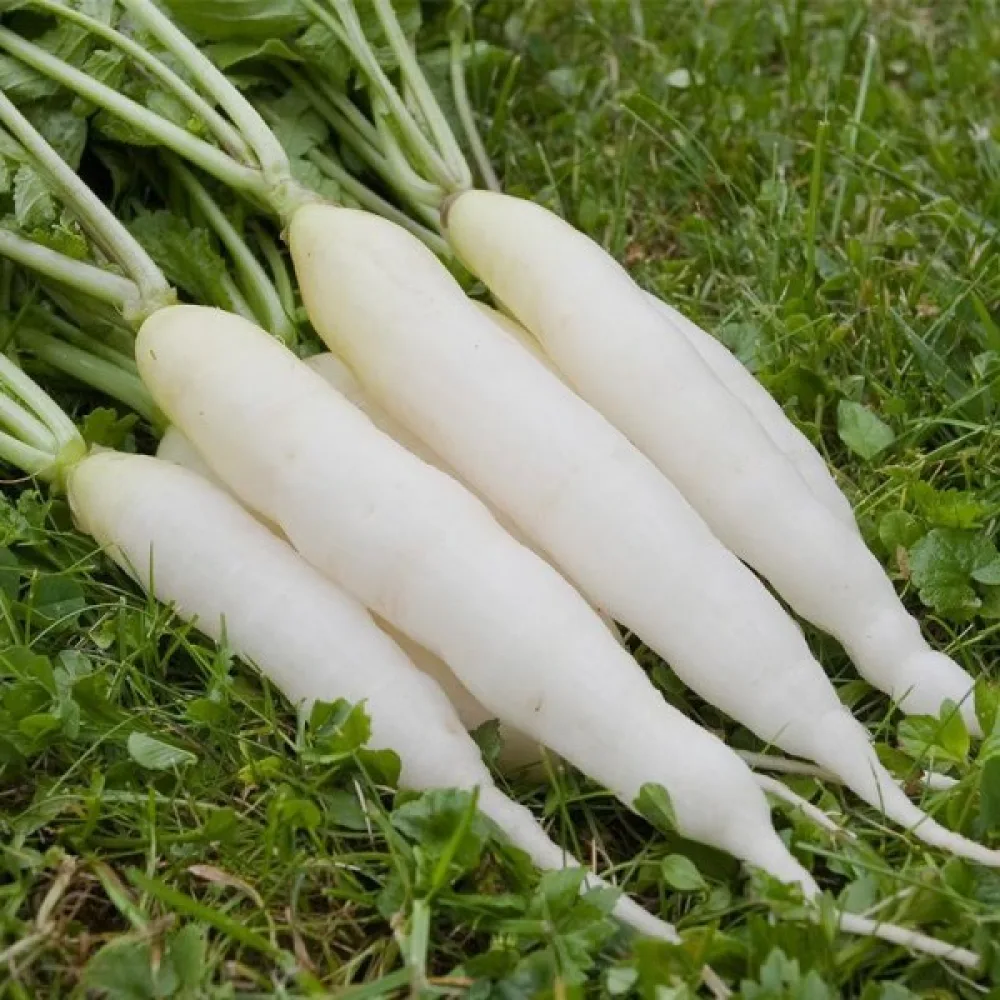 Pitkä retiisi 'White Icicle'