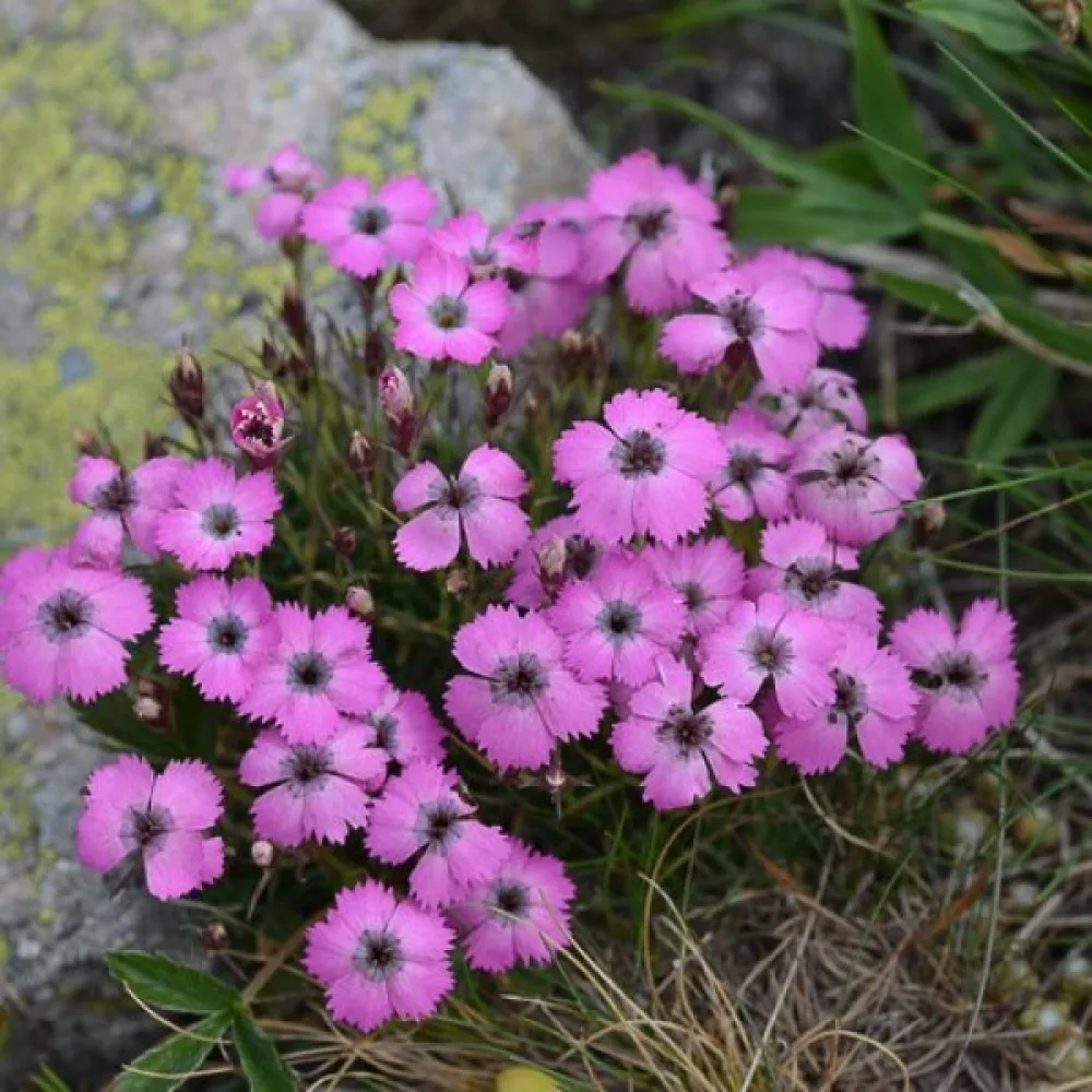 Neilikka Dianthus pavonius – purppuranpunainen