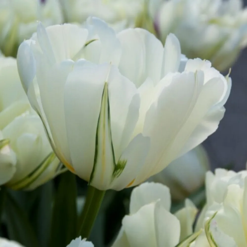 Tulppaani 'Exotic Emperor'