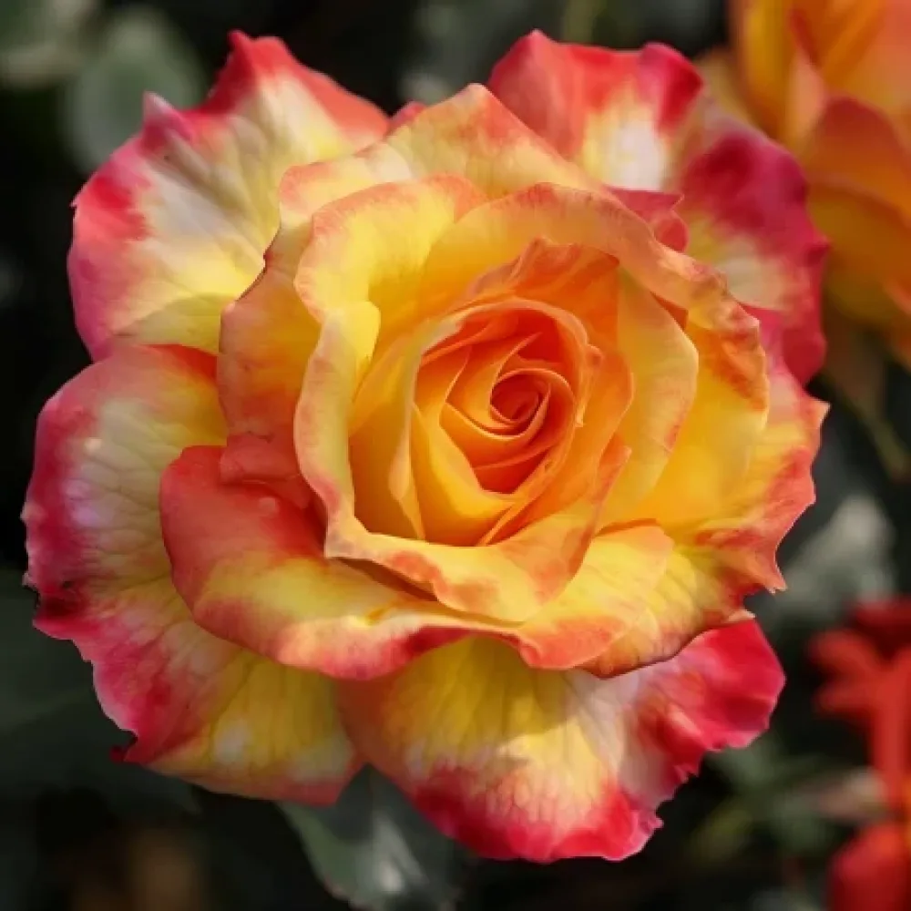 Ruusu 'Golden Orange Whirlwind' – paljasjuurinen