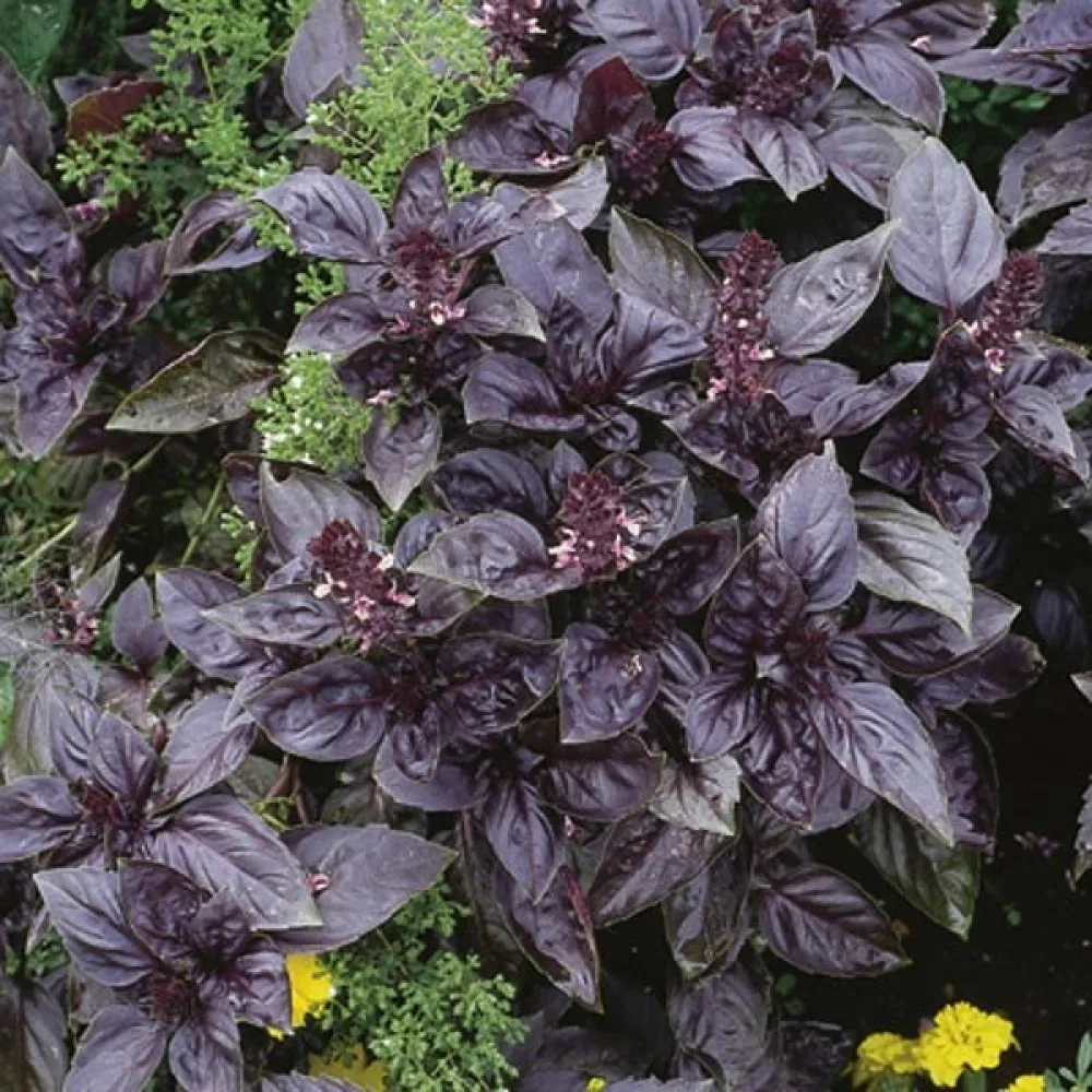 Basilika 'Red Rubin'