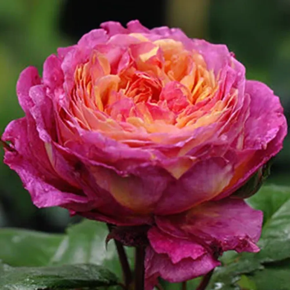 Ruusu 'Tender Pink Flirt' – paljasjuurinen