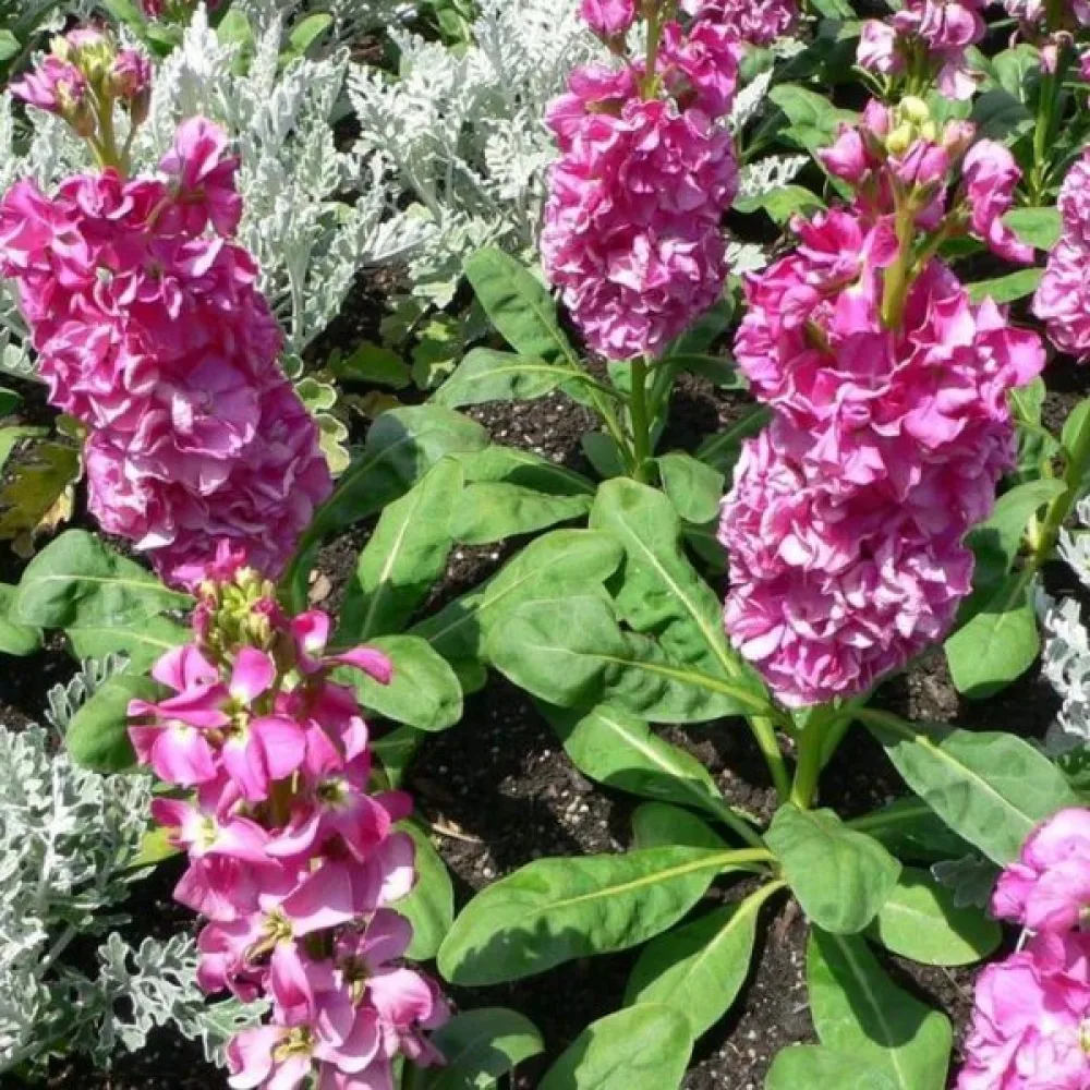 Kesäleukoija Matthiola incana, vaaleanpunainen