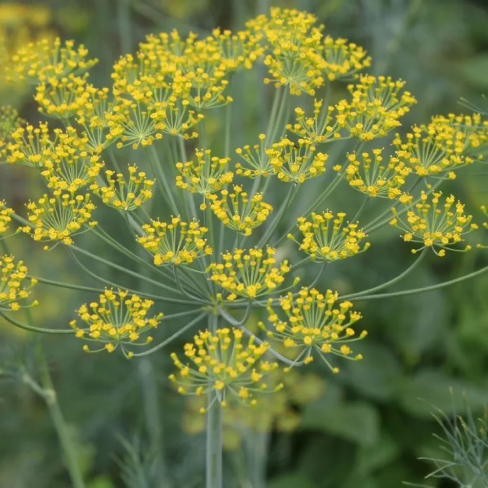 Tilli Anethum graveolens