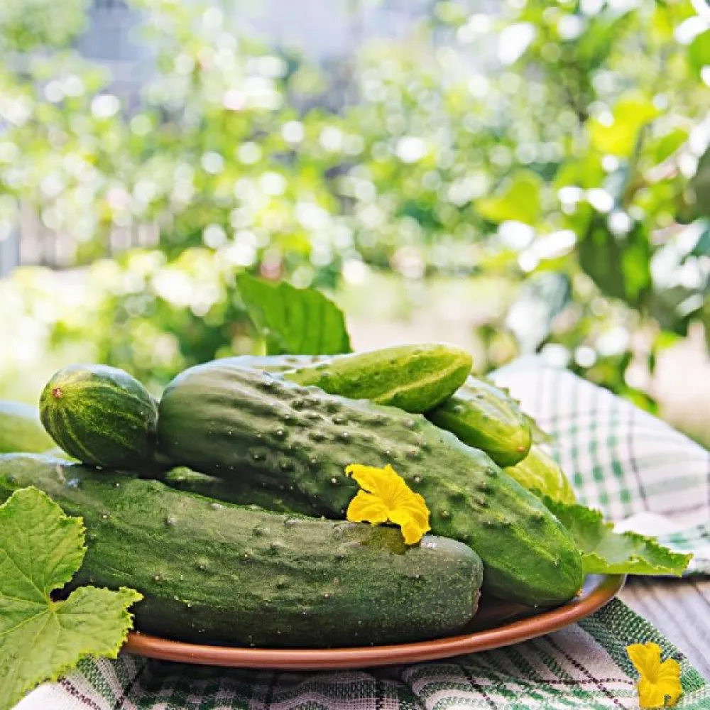 Avomaankurkku 'Cezar' F1