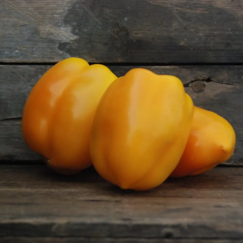 Paprika 'Yellow California Wonder'