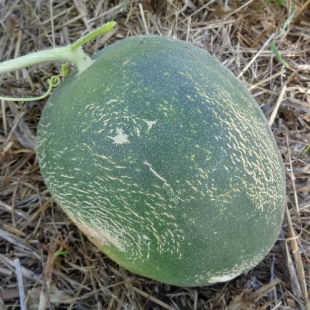 Meloni 'Seledyn' F1