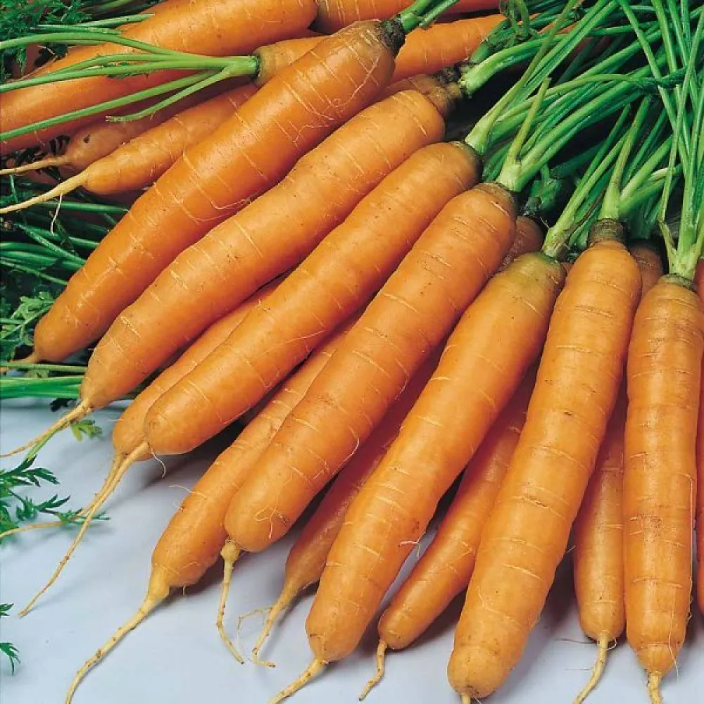 Porkkana 'Amsterdam 3'