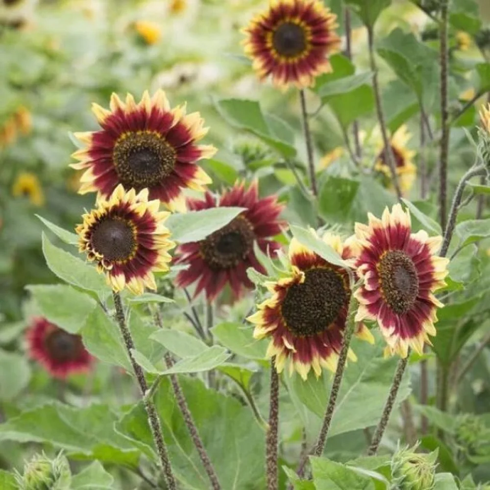 Auringonkukka 'Floren'