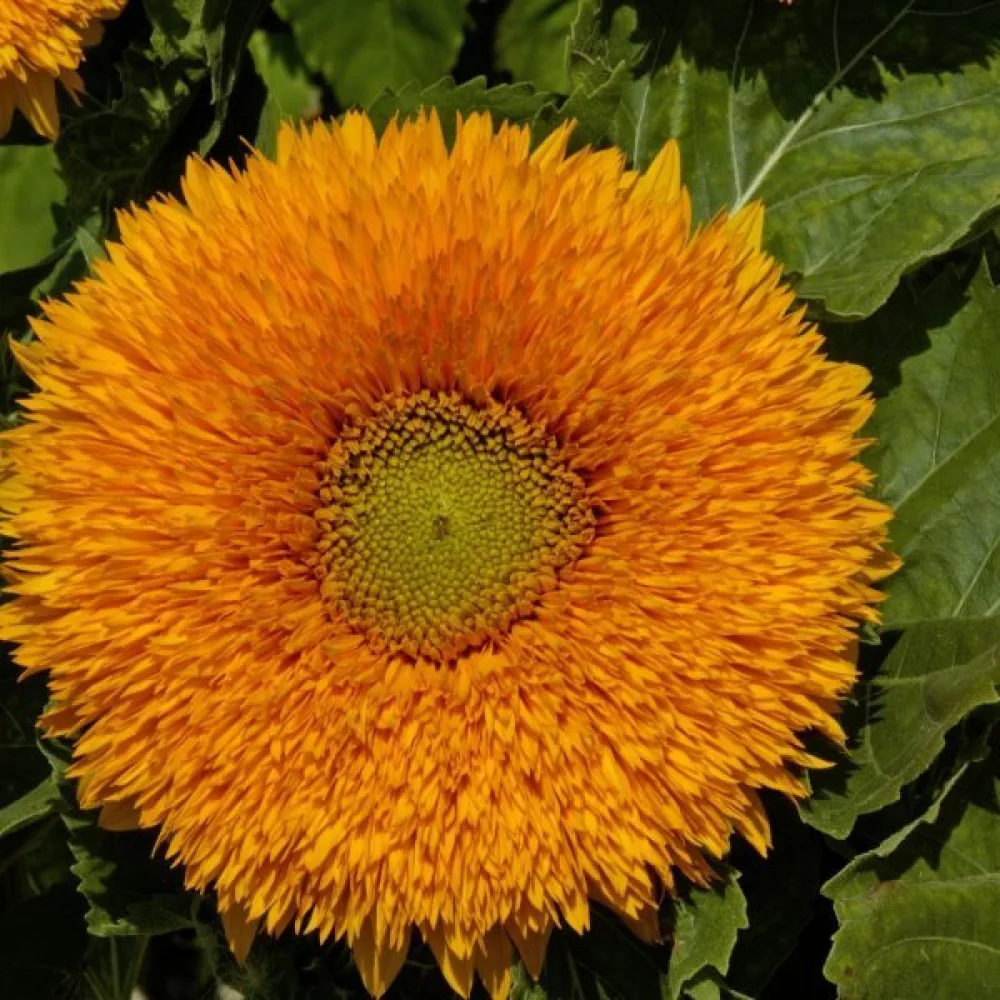 Auringonkukka 'Orange Sun', kerrottu