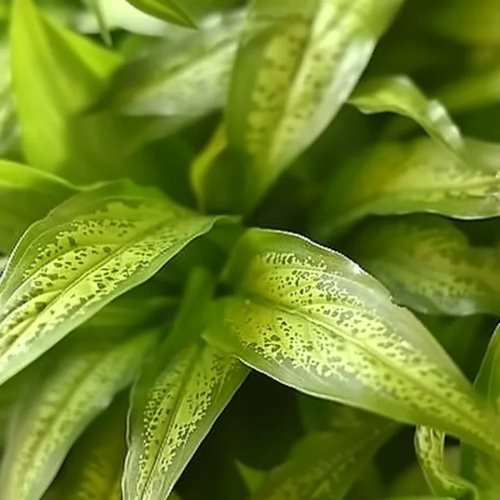 Tuoksusavikka 'Green Magic'