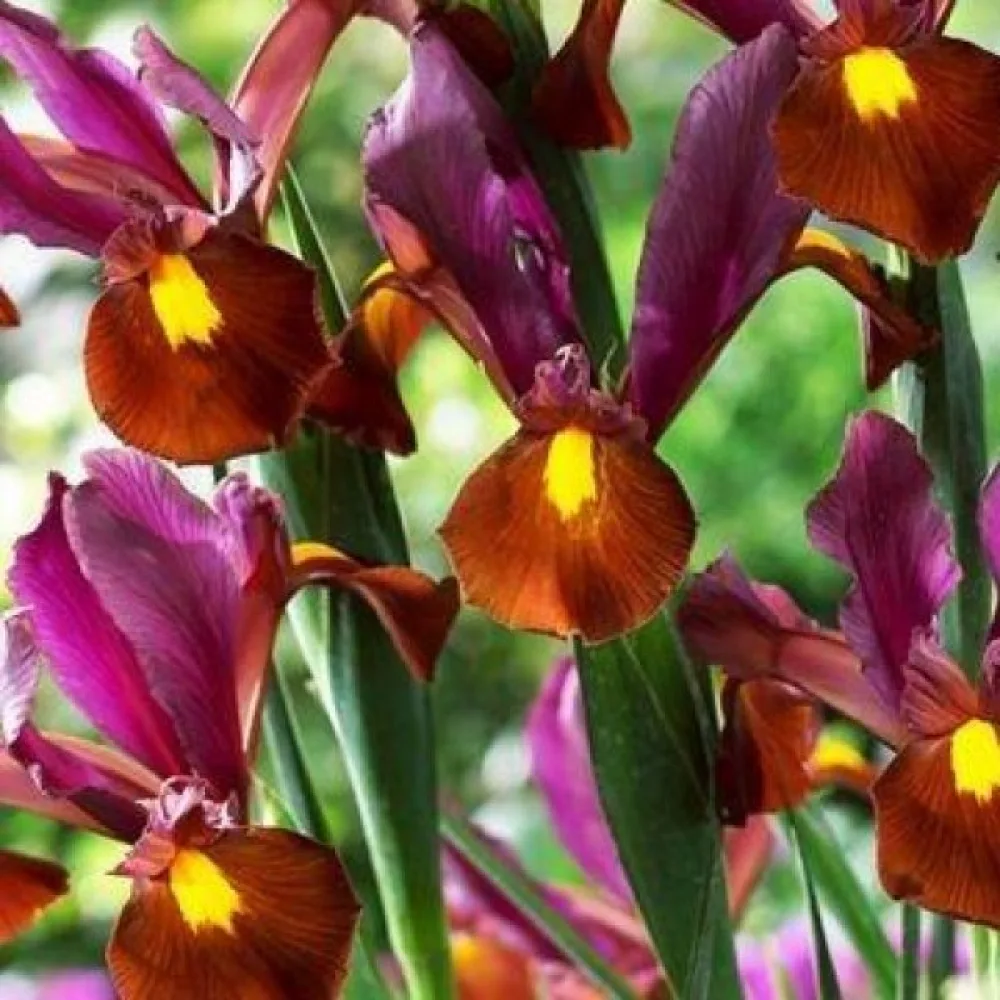 Iiris 'RED EMBER'