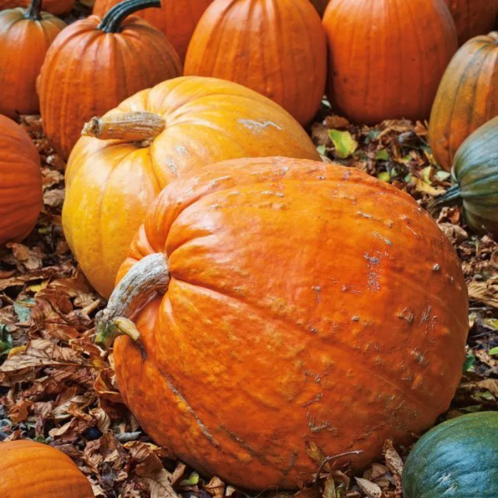 Kurpitsa 'Big Max'
