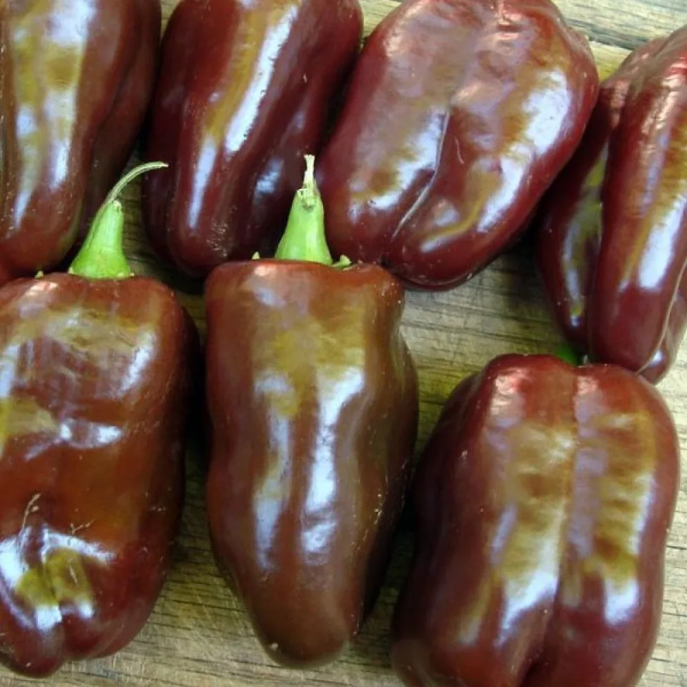 Paprika 'Chocolate'