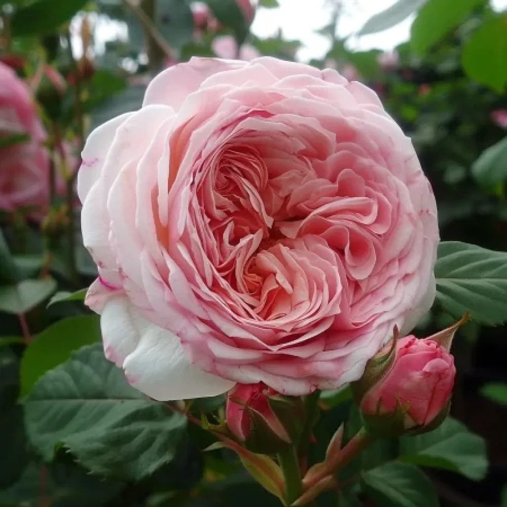 Ruusu 'Pink Flame'