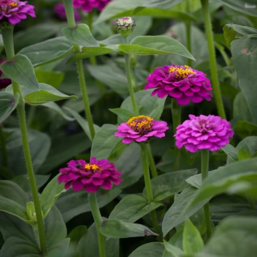 Tsinnia 'Purple Gem'