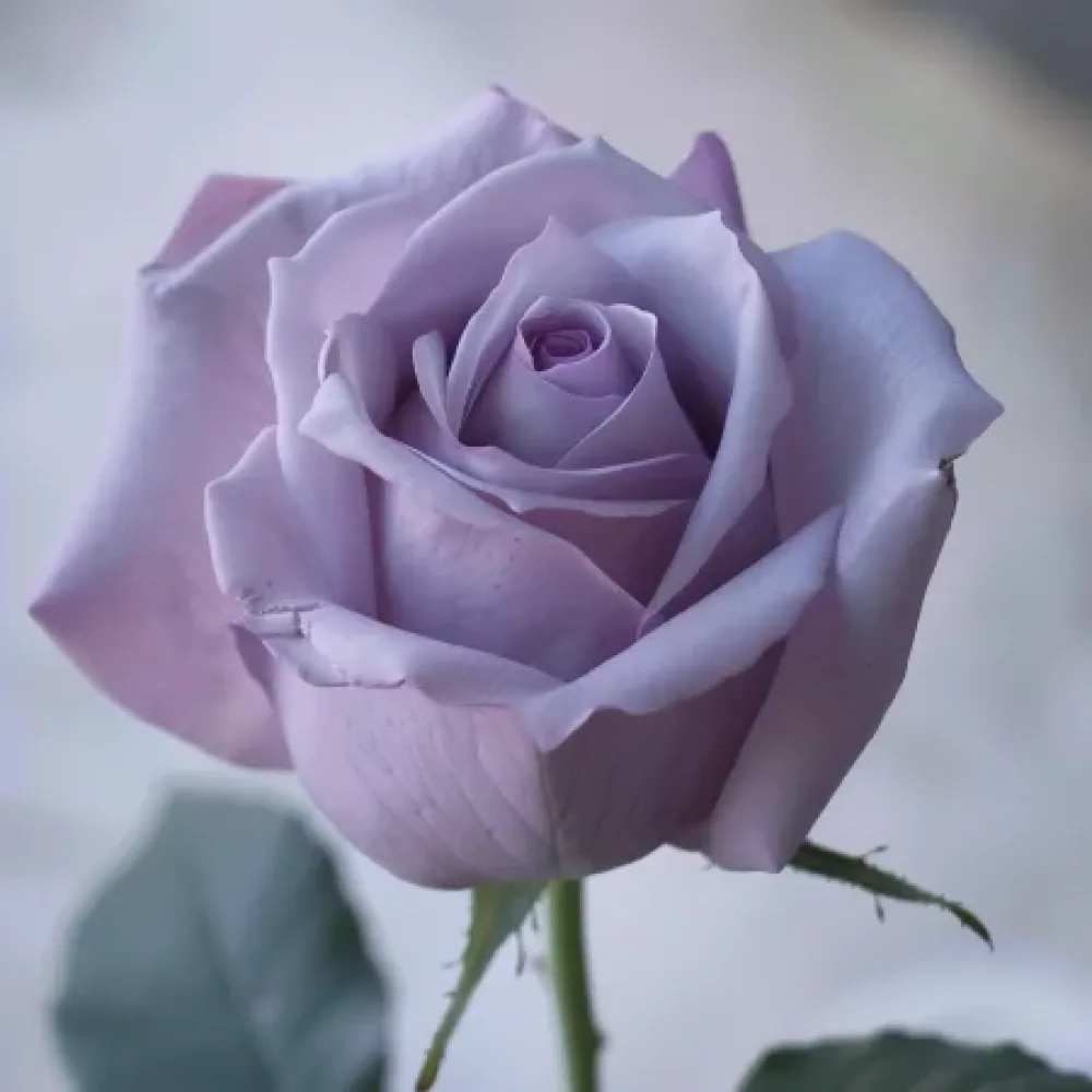 Ruusu 'Blooming Symphony' – paljasjuurinen