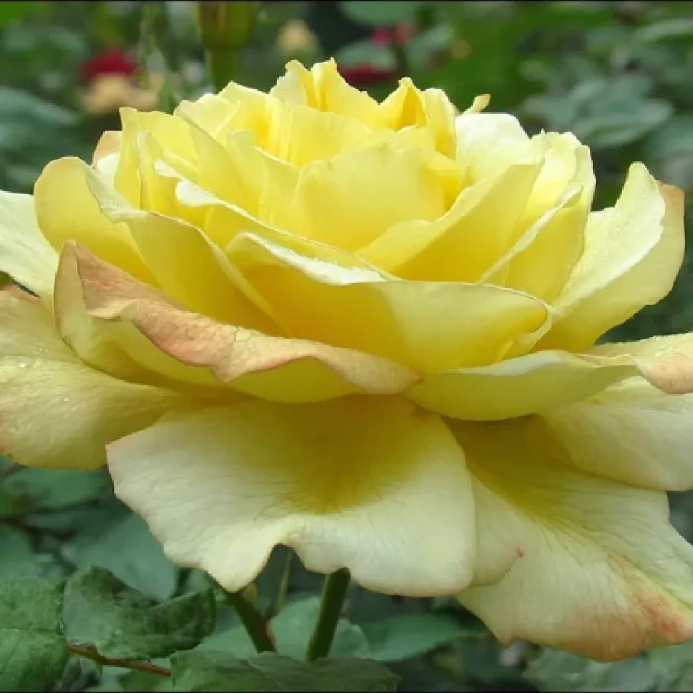 Ruusu 'Radiant Gold' – paljasjuurinen
