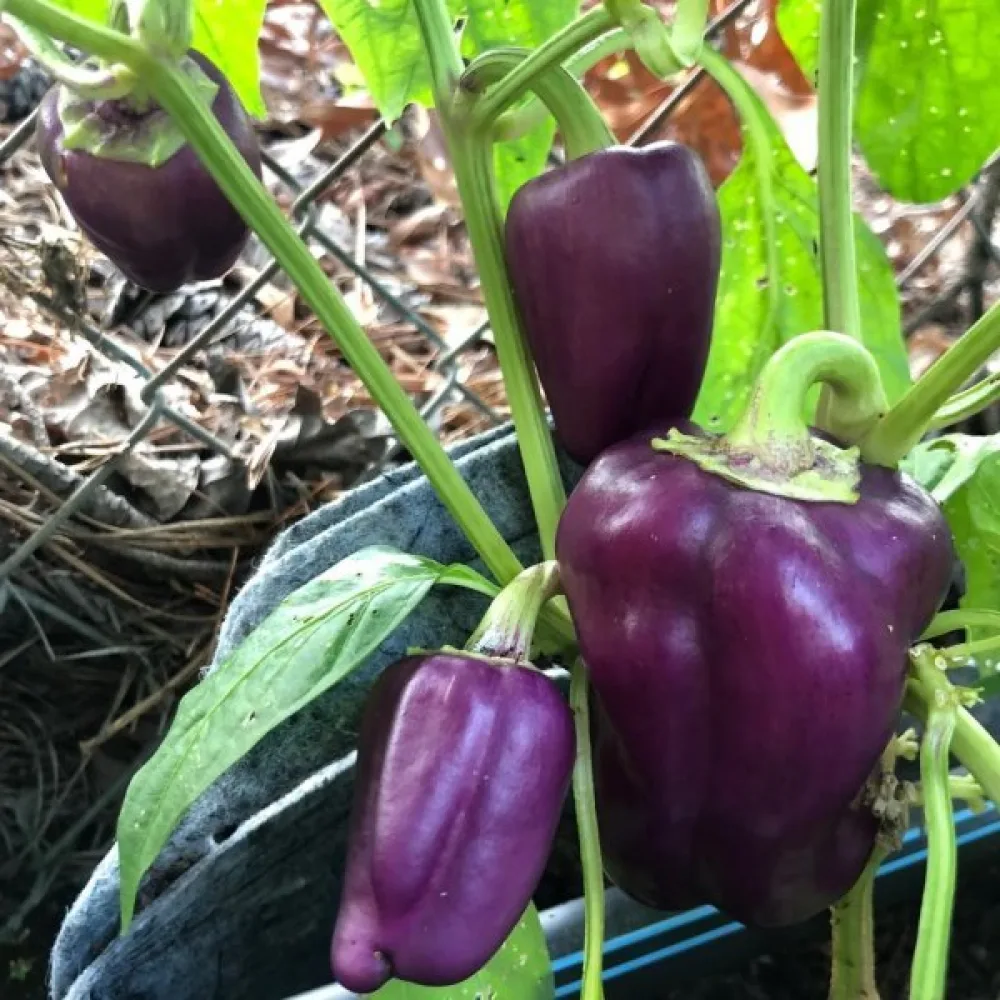 Paprika 'Oda Violet'