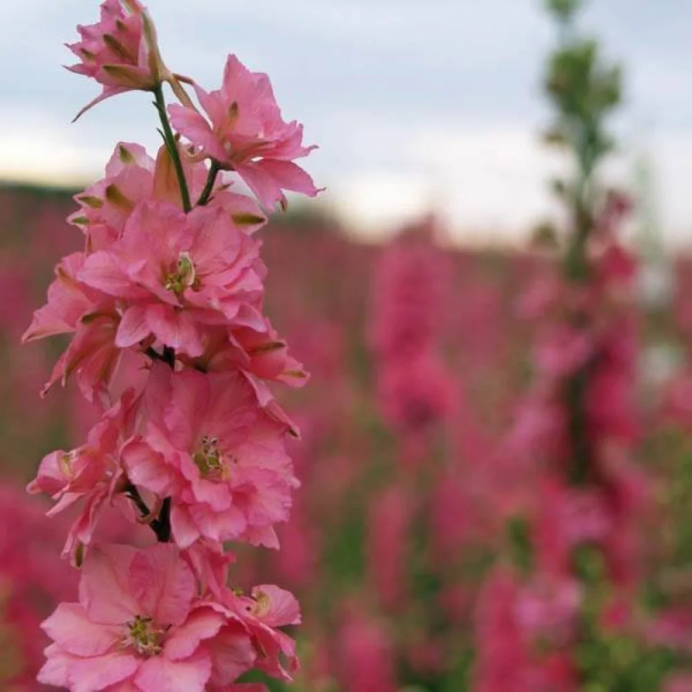 Kesäkukonkannus 'Pink Queen' – vaaleanpunainen