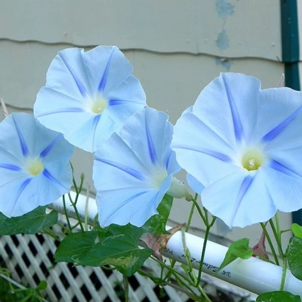 Elämänlanka 'Blue Star'