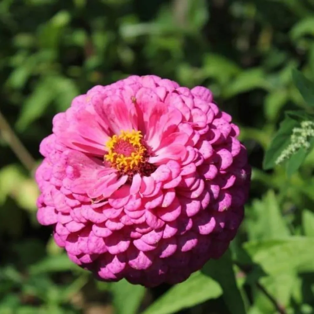 Tsinnia 'Luminosa'