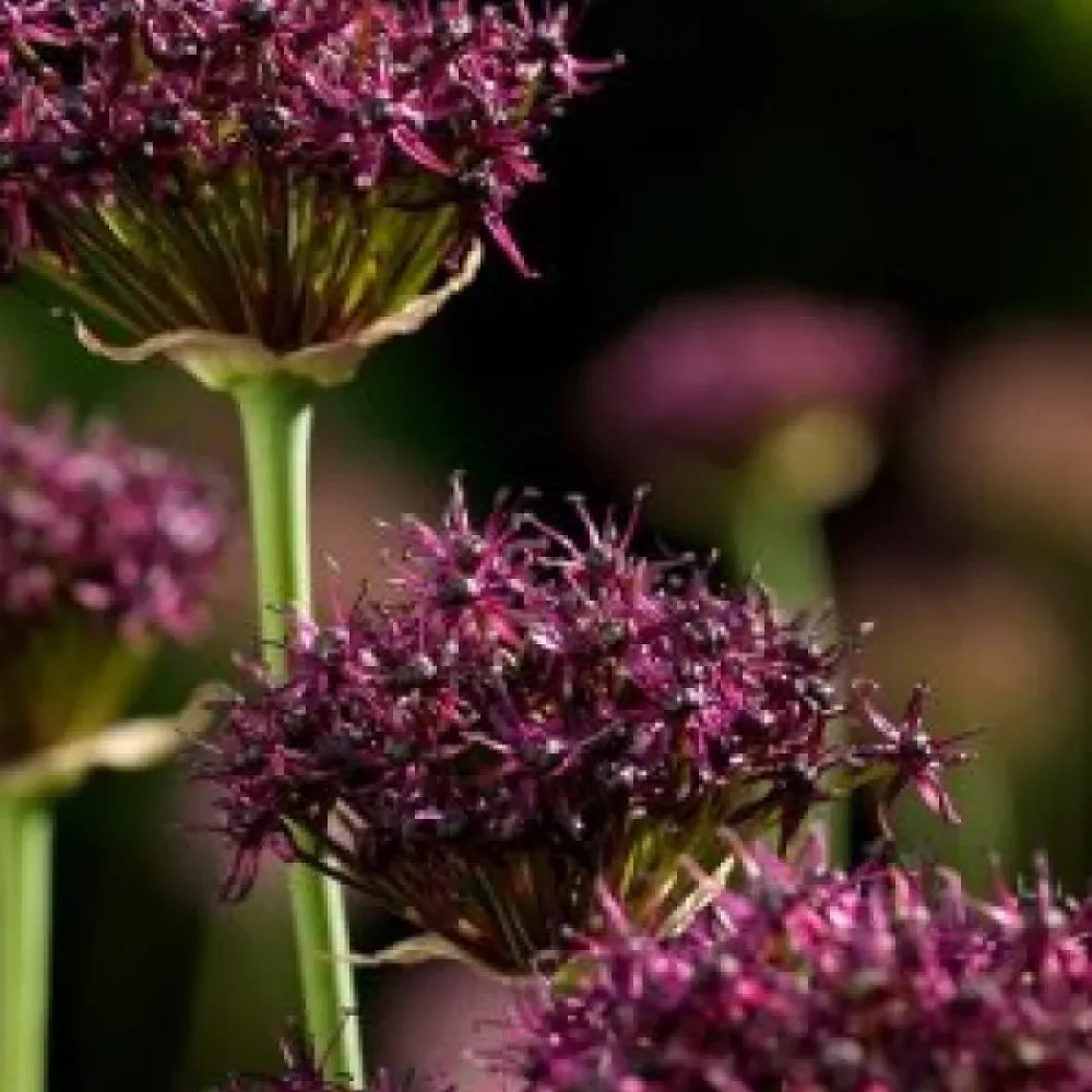 Koristelaukka 'Atropurpureum'