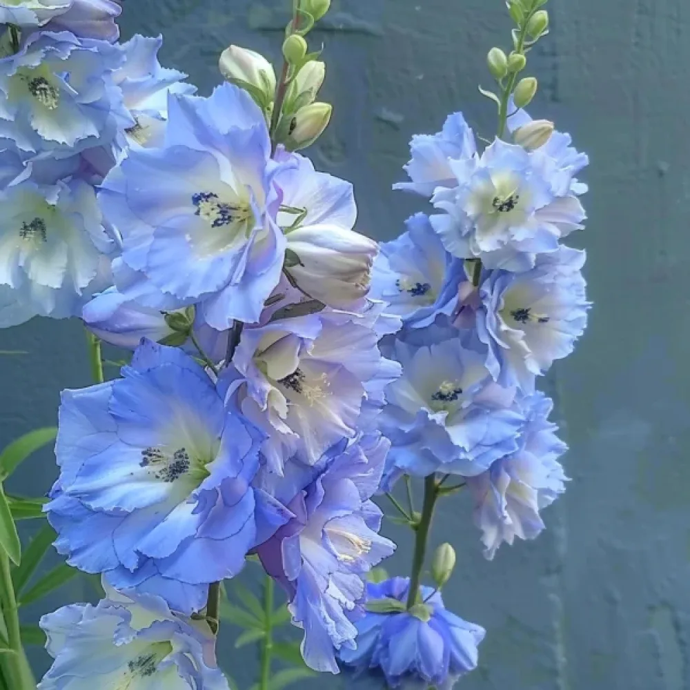 Kesäkukonkannus 'Blue Bell' – sininen