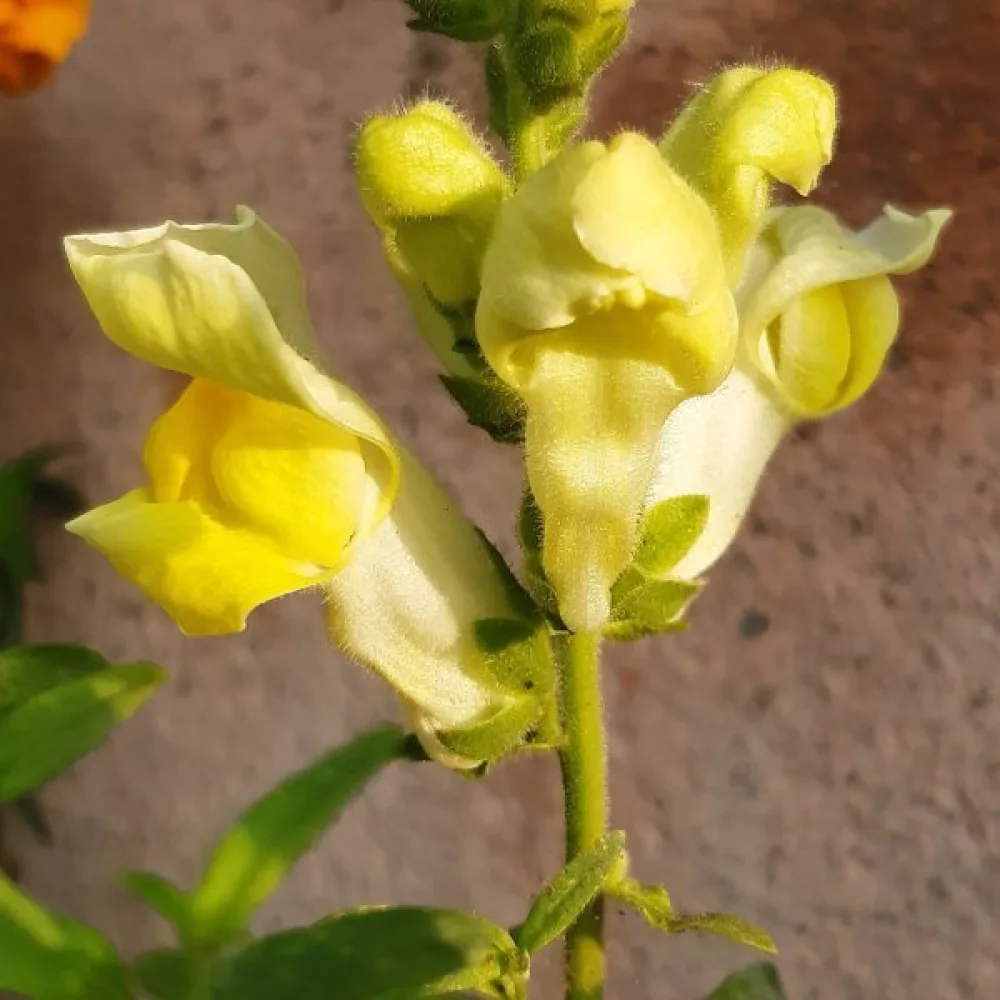 Leijonankita 'Eldorado'