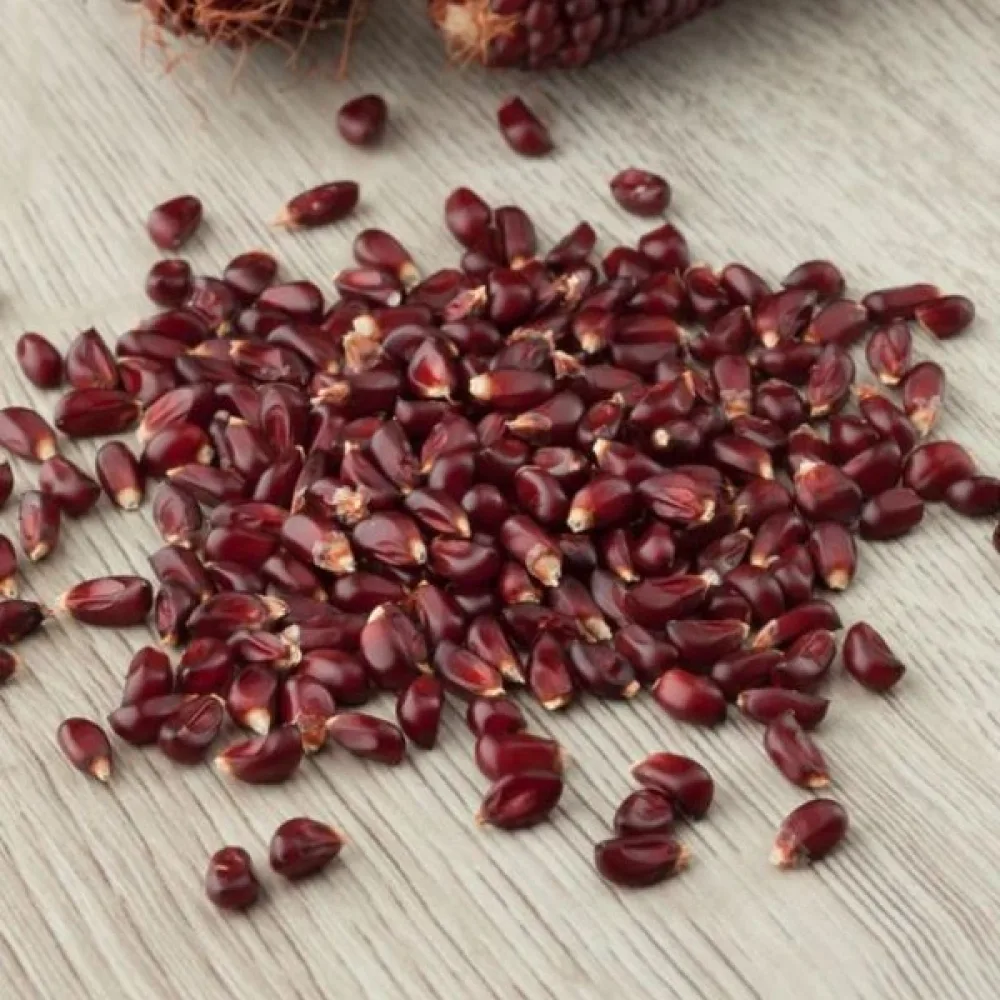 Koristemaissi 'Strawberry Corn'