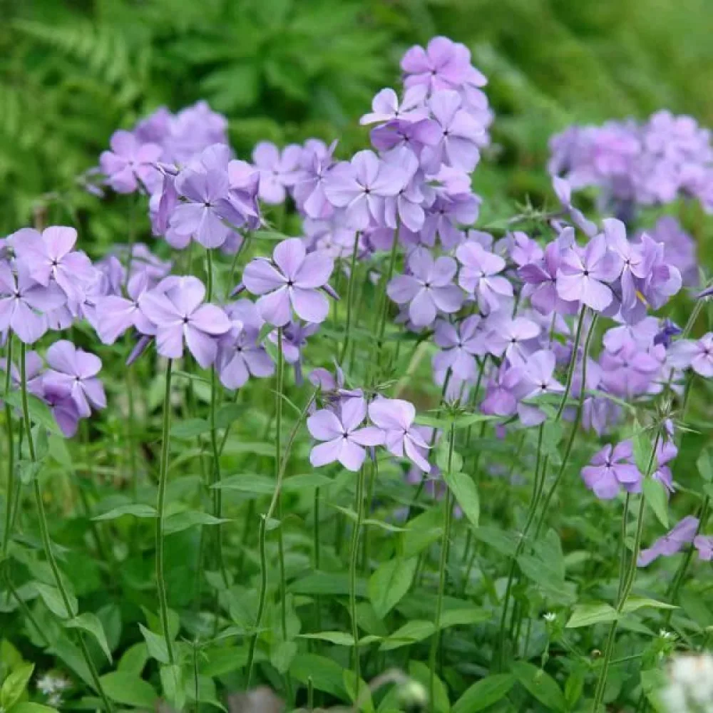 Kesäleimu 'Beauty Blue'