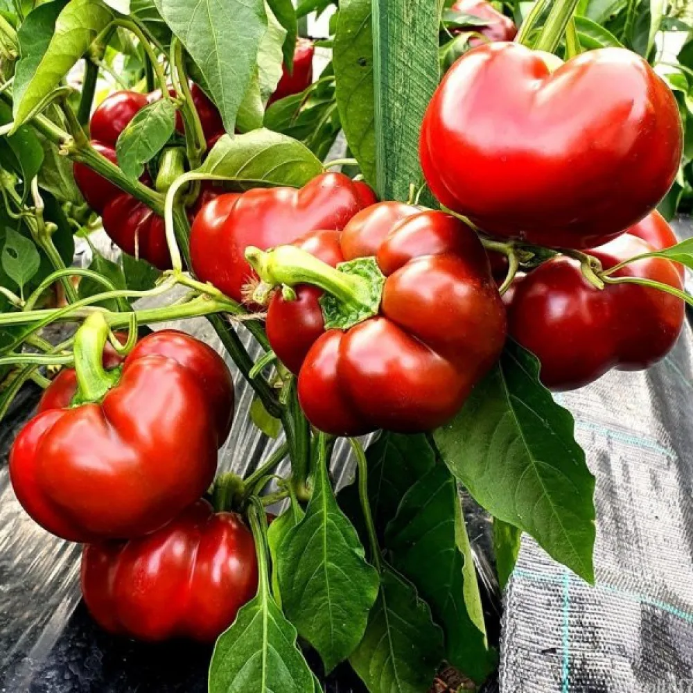 Tomaattipaprika 'Topepo Rosso'