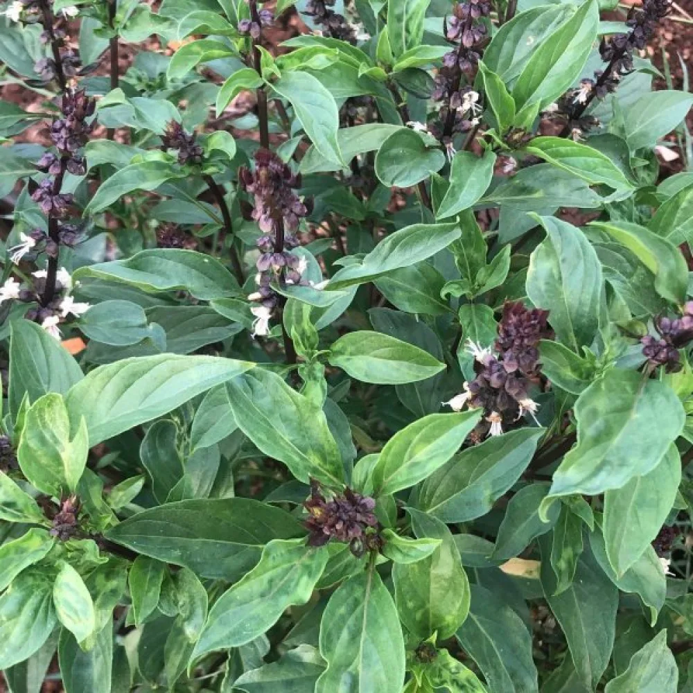 Basilika 'Cinnamon'