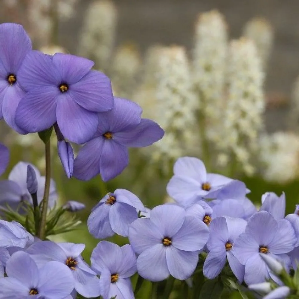 Kesäleimu 'Beauty Blue'