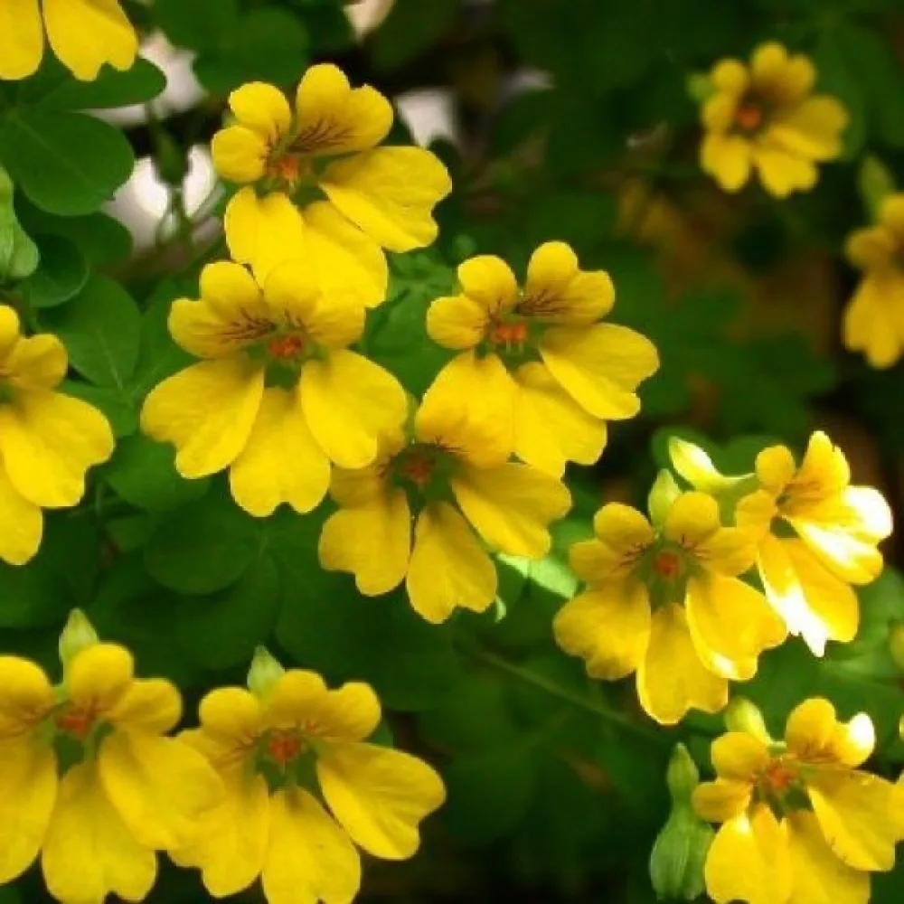 Köynnöskrassi 'Tip-Top Golden Yellow'