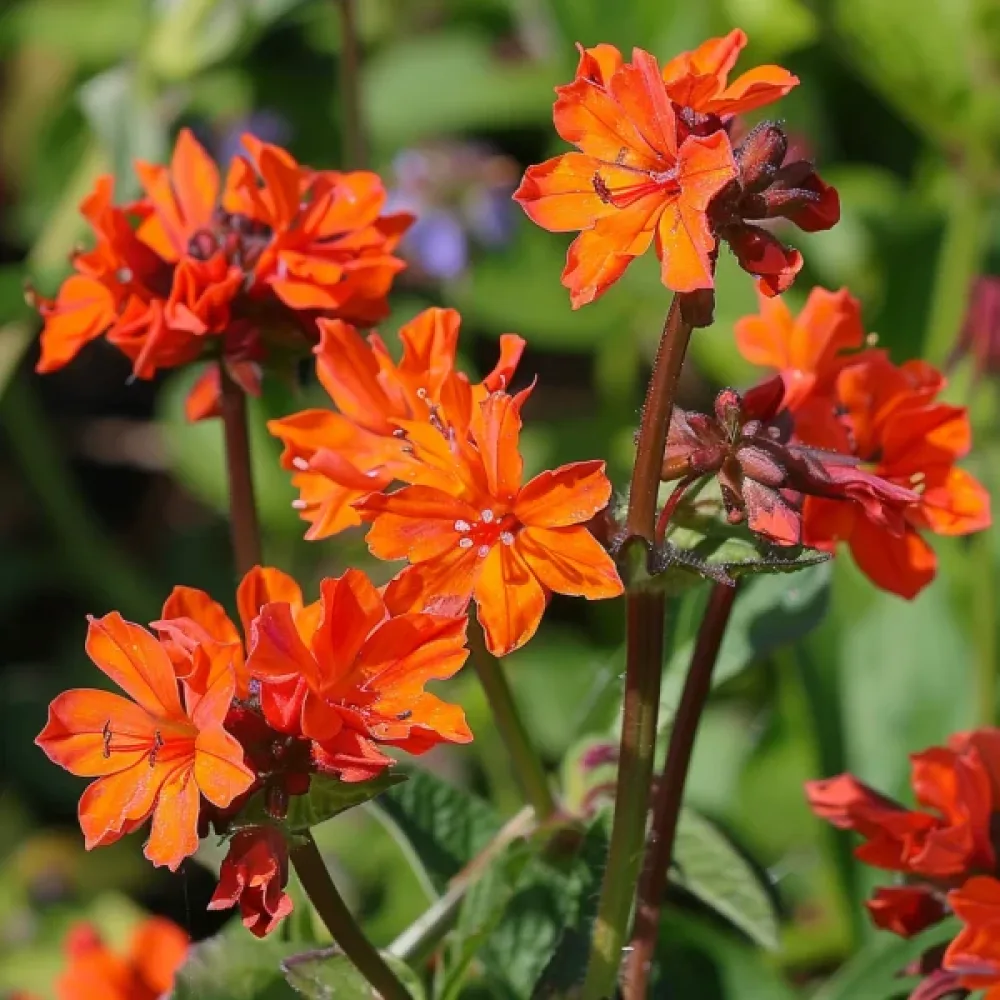 Lychnis 'Vesuvius' punainen