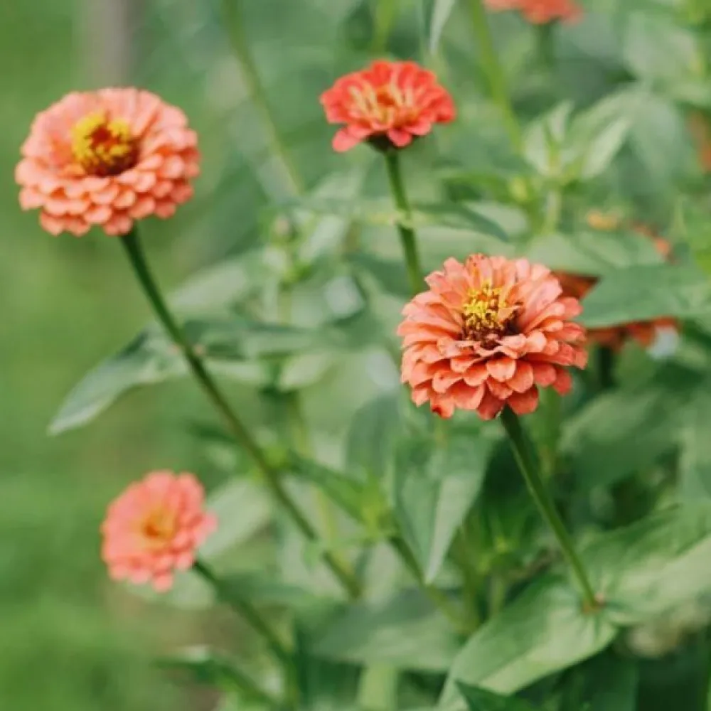 Tarhatsinnia 'Salmon Gem'