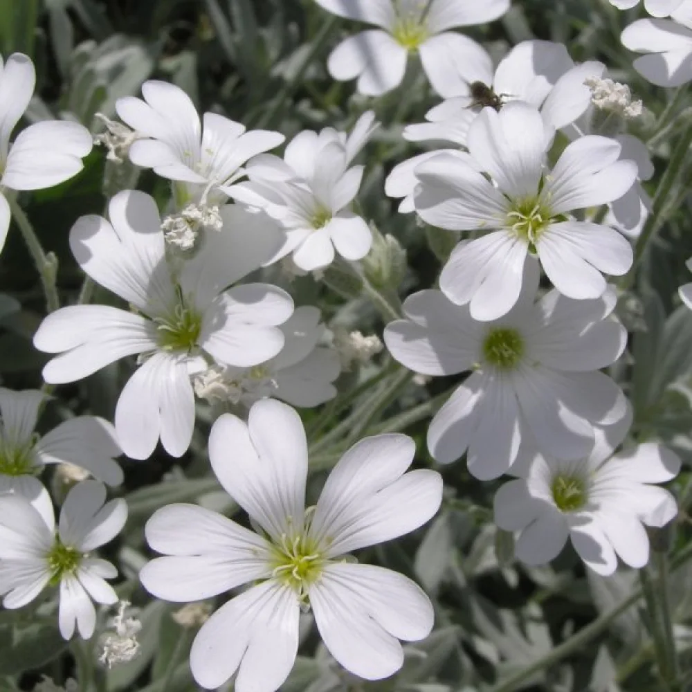 Härkki Cerastium biebersteinii, valkoinen