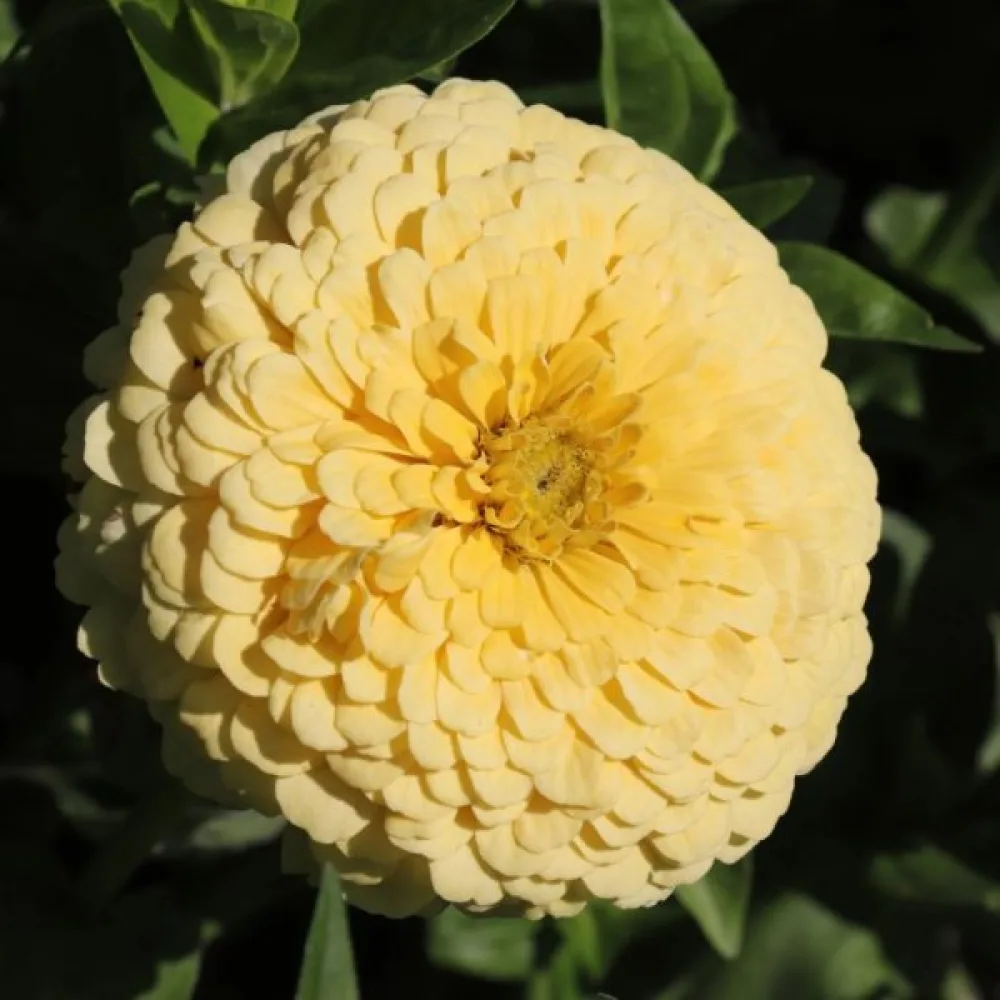 Tsinnia 'Isabellina'