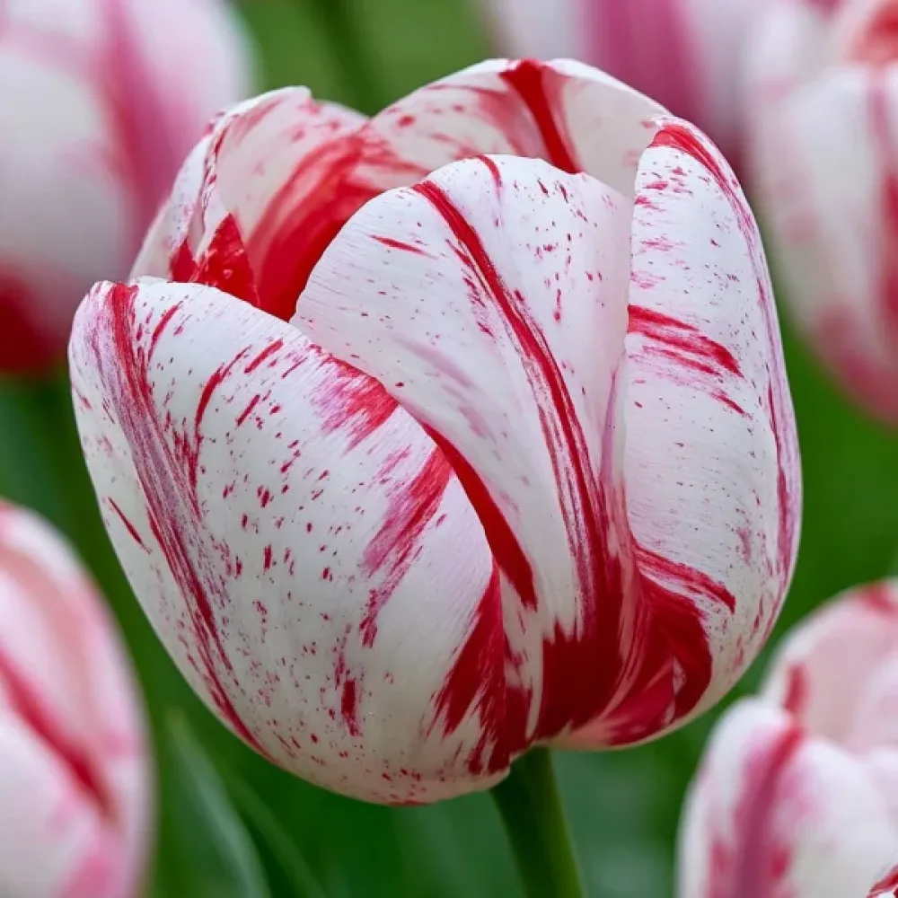 Tulppaani 'One Direction'