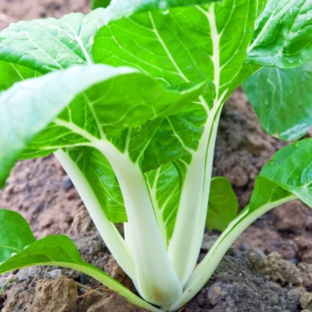 Pak choi, valkoinen